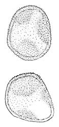 Gigaspermum repens, spores. Drawn from W. Martin s.n., 24 Aug. 1955, CHR 566139 A.
 Image: R.C. Wagstaff © Landcare Research 2015 